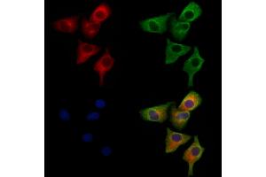 ABIN6264656 and ABIN6279714 staining Hela cells by IF/ICC. (RASSF3 anticorps  (Internal Region))