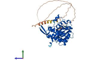 AlphaFold protein structure predicition of Human Recombinant CLK1 Protein, UniprotID P49759