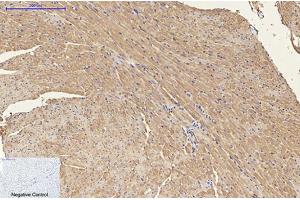 Immunohistochemical analysis of paraffin-embedded mouse heart tissue. (ENO2/NSE anticorps)