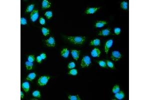 IF analysis of CLPB using anti-CLPB antibody (ABIN7601732). (CLPB anticorps  (AA 438-707))