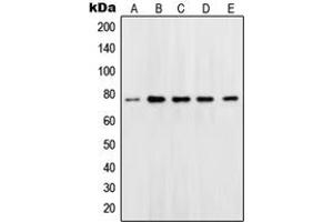 Western blot analysis of OCT1 expression in Jurkat (A), Ramos (B), K562 (C), Molt (D), HeLa (E) whole cell lysates. (POU2F1 anticorps  (N-Term))