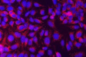 IF analysis of STXBP1 using anti-STXBP1 antibody (ABIN3043413). (STXBP1 anticorps  (N-Term))