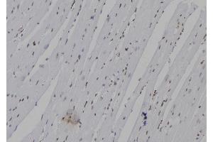 ABIN6263612 and ABIN6277336 at 1/100 staining Mouse heart tissue by IHC-P. (Neurogenin 3 anticorps  (N-Term))