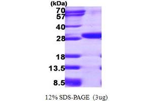 SDS-PAGE (SDS) image for Ethylmalonic Encephalopathy 1 (ETHE1) (AA 13-254) protein (His tag) (ABIN668013) (ETHE1 Protein (AA 13-254) (His tag))