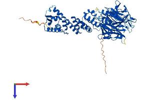 AlphaFold protein structure predicition of Mouse Recombinant Klhl36 Protein, UniprotID Q8R124