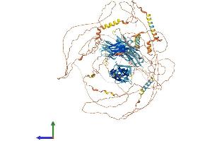 AlphaFold protein structure predicition of Human Recombinant PALLD Protein, UniprotID Q8WX93