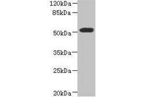 Western blot All lanes: ASPSCR1 antibody at 8. (ASPSCR1 anticorps  (AA 284-553))