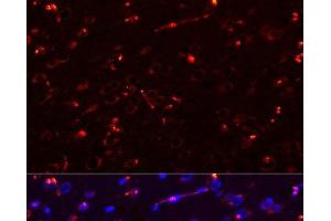 Immunofluorescence analysis of Rat brain using MEGF10 Polyclonal Antibody at dilution of 1:100. (MEGF10 anticorps)