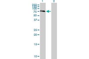 anti-Interleukin 7 Receptor (IL7R) (AA 1-459) antibody