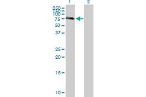 Western Blot analysis of IL7R expression in transfected 293T cell line by IL7R MaxPab polyclonal antibody. (IL7R anticorps  (AA 1-459))