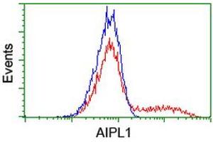 Image no. 6 for anti-Aryl Hydrocarbon Receptor Interacting Protein-Like 1 (AIPL1) antibody (ABIN1496508) (AIPL1 anticorps)