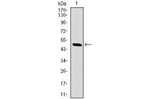 Western blot analysis using RAF1 mAb against human RAF1 (AA: 198-407) recombinant protein. (RAF1 anticorps)