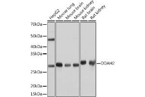 Western blot analysis of extracts of various cell lines, using DD Rabbit mAb (ABIN7266779) at 1:1000 dilution. (DDAH2 anticorps)