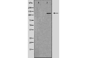 Western blot analysis of extracts of MCF-7, using RFC1 antibody. (RFC1 anticorps  (Internal Region))