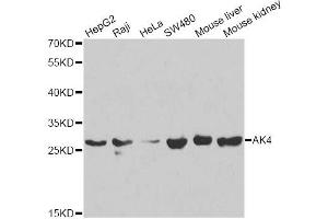 Western blot analysis of extracts of various cell lines, using AK4 antibody (ABIN5971082) at 1/1000 dilution. (AK4 anticorps)