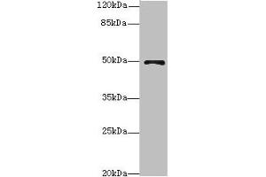 Western blot All lanes: EIF3Fantibody at 4. (EIF3F anticorps  (AA 88-357))