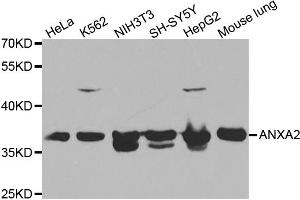 Western blot analysis of extracts of various cell lines, using ANXA2 antibody (ABIN5970753) at 1/1000 dilution. (Annexin A2 anticorps)