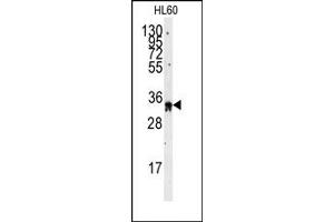 Image no. 1 for anti-Exosome Component 8 (EXOSC8) (C-Term) antibody (ABIN357948)