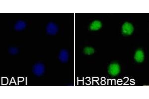 Immunofluorescence analysis of 293T cell using H3R8me2s antibody. (Histone anticorps)