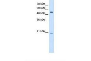 Image no. 1 for anti-B Lymphoid Tyrosine Kinase (BLK) (AA 301-350) antibody (ABIN321027) (BLK anticorps  (AA 301-350))