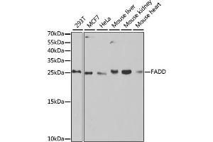 Western blot analysis of extracts of various cell lines, using FADD antibody (ABIN2562524) at 1:1000 dilution. (FADD anticorps)