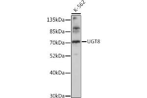 Western blot analysis of extracts of K-562 cells, using UGT8 antibody (ABIN7271196) at 1:1000 dilution. (UGT8 anticorps  (AA 380-460))