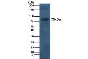 Detection of LTF in Canine Serum using Polyclonal Antibody to Lactoferrin (LTF) (Lactoferrin anticorps  (AA 28-351))