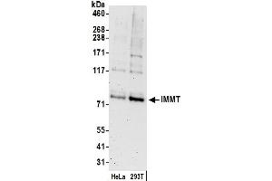 Western Blotting (WB) image for anti-Inner Membrane Protein, Mitochondrial (IMMT) (AA 100-150) antibody (ABIN7450356)