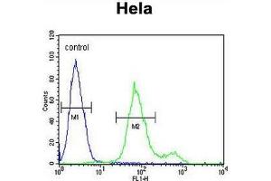 SUMF1 Antibody (C-Term) flow cytometric analysis of Hela cells (right histogram) compared to a negative control cell (left histogram). (SUMF1 anticorps  (C-Term))
