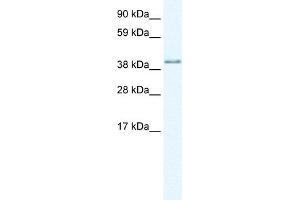 WB Suggested Anti-AKAP7 Antibody Titration:  1. (AKAP7 anticorps  (Middle Region))