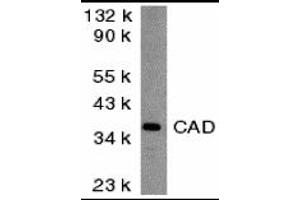 Western Blotting (WB) image for anti-Carbamoyl-Phosphate Synthetase 2, Aspartate Transcarbamylase, and Dihydroorotase (CAD) (Middle Region) antibody (ABIN1030894) (CAD anticorps  (Middle Region))