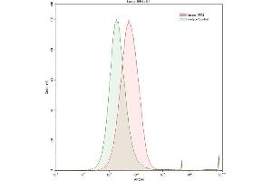 Detection of IRF8 in Raji human Burkitt's lymphoma cell line using Polyclonal Antibody to Interferon Regulatory Factor 8 (IRF8)