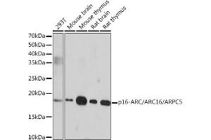 Western blot analysis of extracts of various cell lines, using p16-ARC// Rabbit mAb (ABIN1681279, ABIN3019212, ABIN3019213 and ABIN7101732) at 1:1000 dilution. (ARPC5 anticorps)