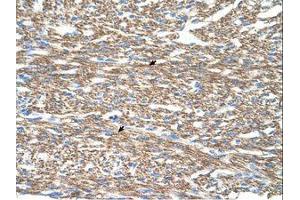 Image no. 1 for anti-Cytochrome C Oxidase Subunit IV Isoform 1 (COX4I1) (N-Term) antibody (ABIN203371)