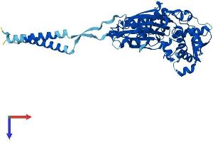 AlphaFold protein structure predicition of Human Recombinant ENTPD8 Protein, UniprotID Q5MY95