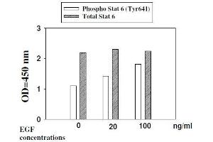 A431 cells were stimulated by different concentration of recombinant human EGF for 10 min at 37 °C