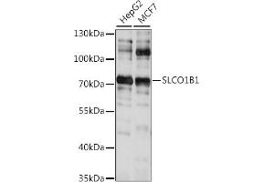 Western blot analysis of extracts of various cell lines, using SLCO1B1 antibody (ABIN7270488) at 1:1000 dilution. (SLCO1B1 anticorps  (AA 597-691))