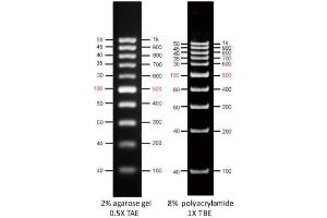 Image no. 1 for AccuBand™ 100 bp DNA Ladder II (ABIN5662590)
