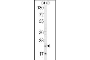 RILPL2 Antibody (Center) (ABIN654981 and ABIN2844621) western blot analysis in CHO cell line lysates (35 μg/lane). (RILPL2 anticorps  (AA 120-149))