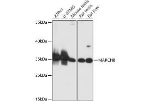 Western blot analysis of extracts of various cell lines, using M antibody (ABIN6133222, ABIN6143551, ABIN6143552 and ABIN6216789) at 1:1000 dilution. (MARCH8 anticorps  (AA 232-291))