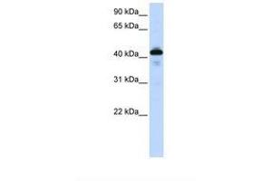 Image no. 1 for anti-Surfactant Protein B (SFTPB) (AA 194-243) antibody (ABIN1493901) (SFTPB anticorps  (AA 194-243))