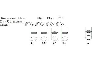This picture shows the preparation of the positive control.
