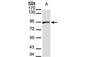 WB Image Sample(30 μg of whole cell lysate) A:HeLa S3, 7.