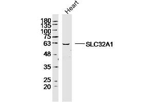 Mouse heart lysates probed with SLC32A1 Polyclonal Antibody, Unconjugated  at 1:300 dilution and 4˚C overnight incubation.