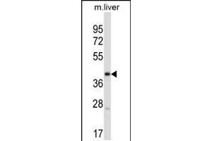 Western blot analysis in mouse liver tissue lysates (35ug/lane). (PDK3 anticorps  (C-Term))