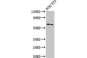 Western Blot Positive WB detected in: NIH/3T3 whole cell lysate All lanes: RELB antibody at 3 μg/mL Secondary Goat polyclonal to rabbit IgG at 1/50000 dilution Predicted band size: 63, 62, 15 kDa Observed band size: 63 kDa (RELB anticorps  (AA 400-579))