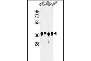 Western blot analysis of ARGLU1 Antibody (N-term) (ABIN653238 and ABIN2842768) in A549, HL-60, 293, Jurkat cell line lysates (35 μg/lane). (ARGLU1 anticorps  (N-Term))