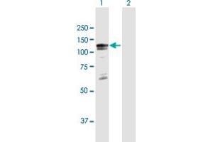 Western Blot analysis of BCOR expression in transfected 293T cell line by BCOR MaxPab polyclonal antibody.