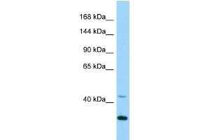 WB Suggested Anti-Cdk5 Antibody Titration: 1. (CDK5 anticorps  (Middle Region))