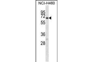 Western blot analysis in NCI-H460 cell line lysates (35ug/lane). (GABRA4 anticorps  (AA 333-361))